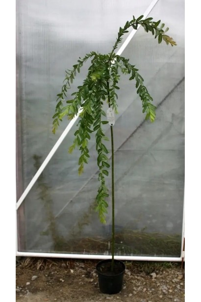 Верба цільнолиста Пендула на штамбі в контейнері